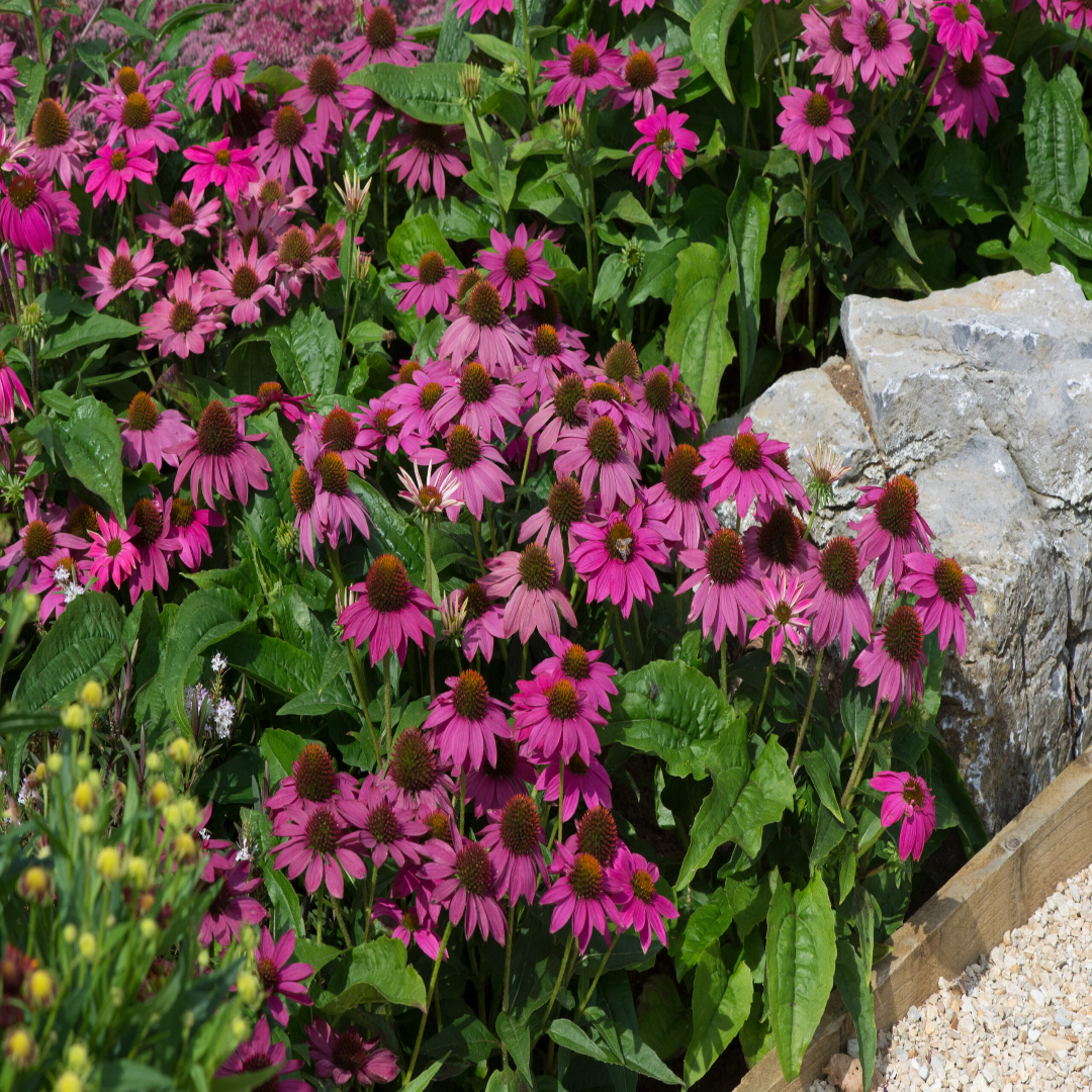 Echinacea purpurea &