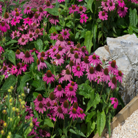 Echinacea purpurea 'Pow Wow Wild Berry' Coneflower - [EG]