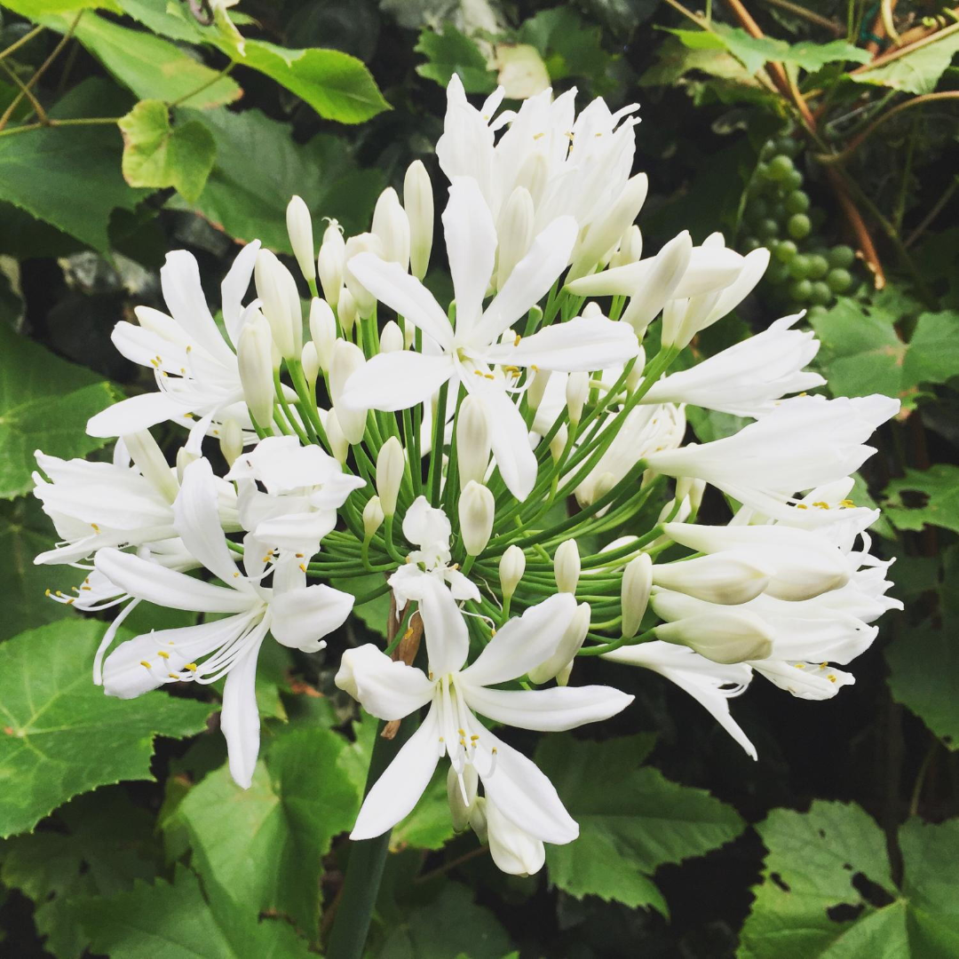 Agapanthus Getty White