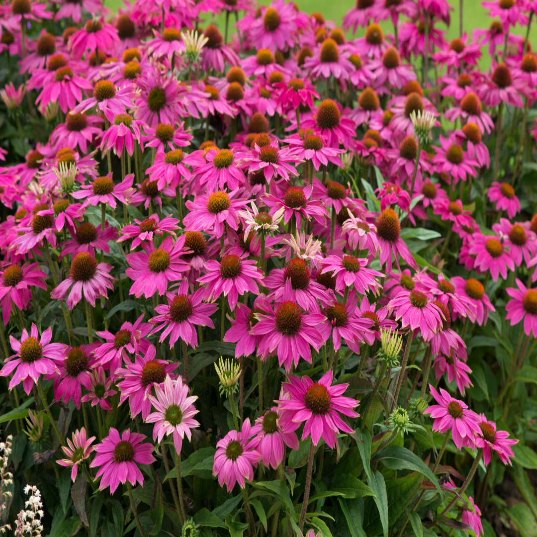 Echinacea purpurea &