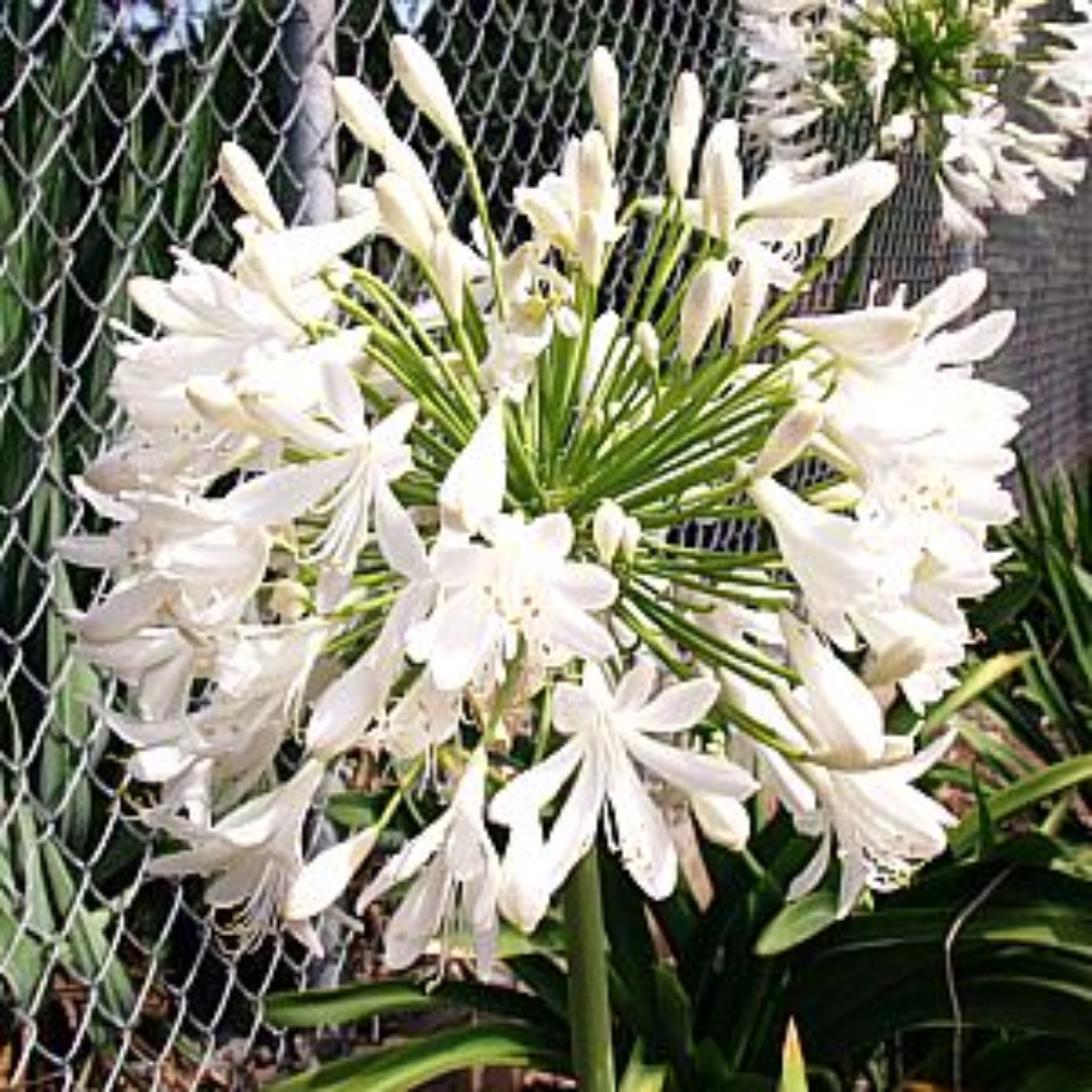 Agapanthus Getty White