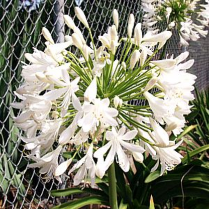 Agapanthus Getty White