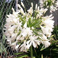 Agapanthus Getty White