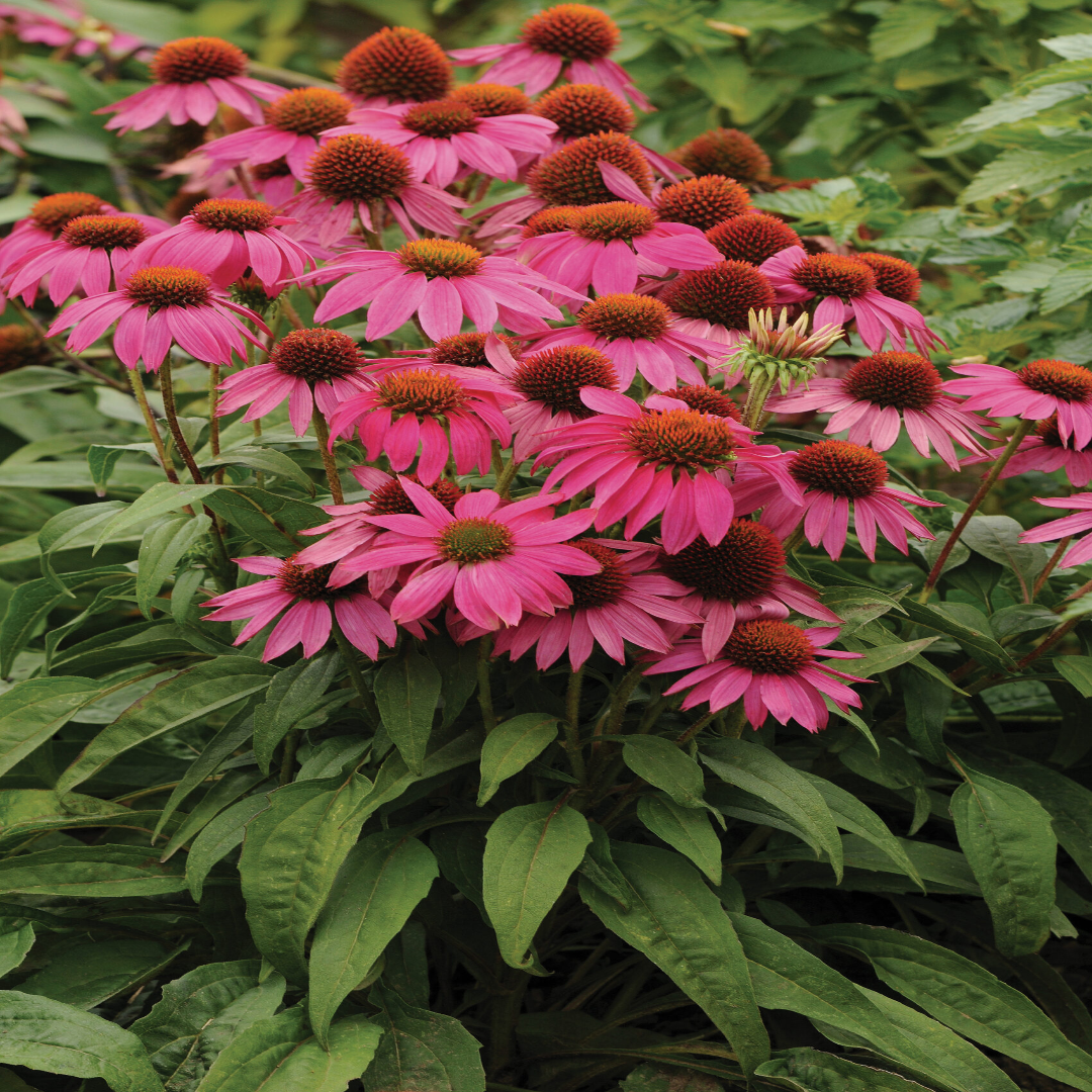 Echinacea purpurea &