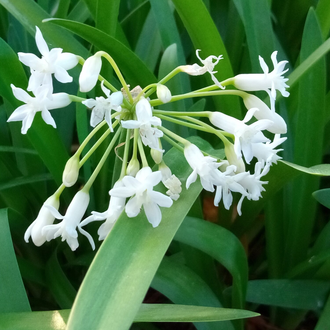 Agapanthus Getty White