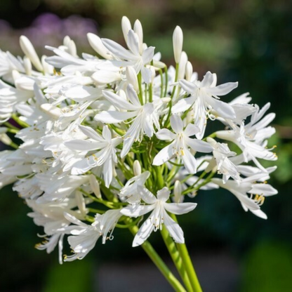 Agapanthus Getty White