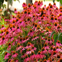 Echinacea purpurea 'Pow Wow Wild Berry' Coneflower - [EG]