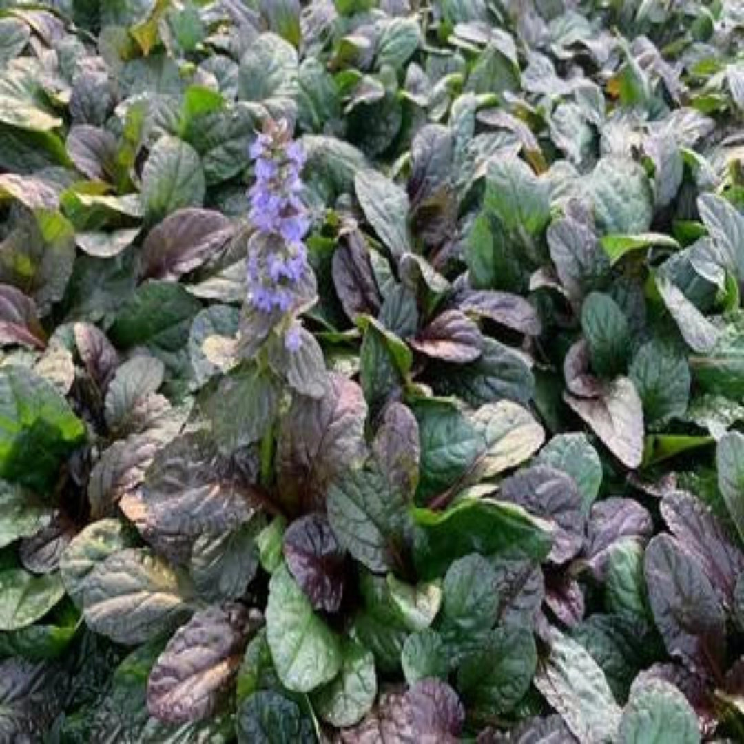 Ajuga Feathered Friends™ &