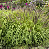 Grass: Pennisetum a. Prairie Winds 'Lemon Squeeze' Fountain Grass