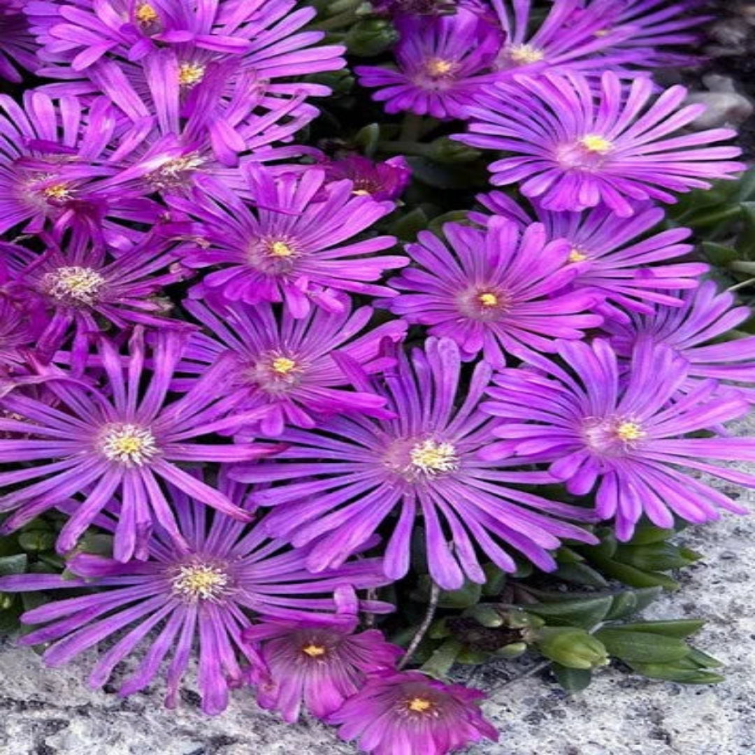 Delosperma &
