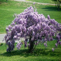 Wisteria Amethyst Falls climbing plant blooming with long blue flower clusters