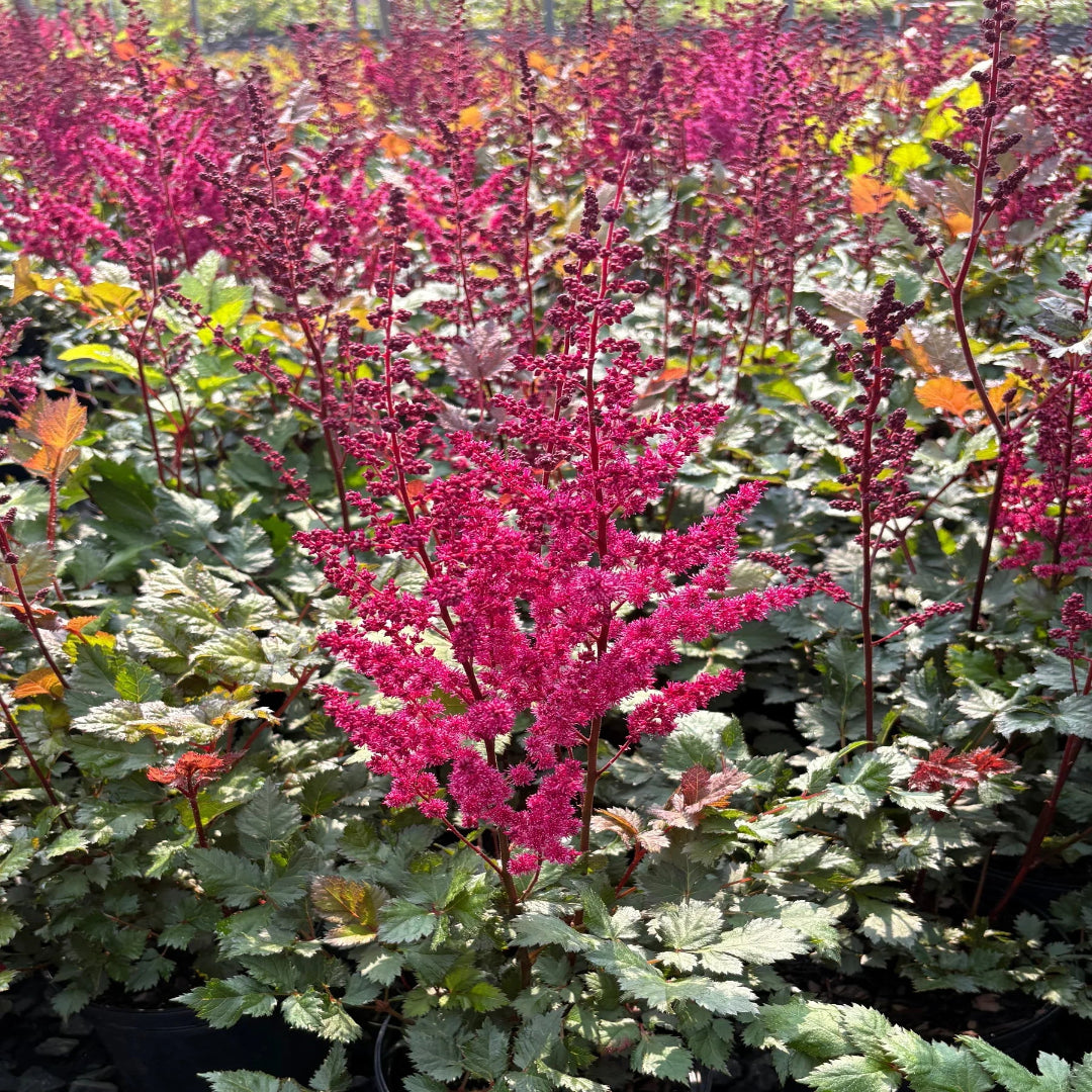 Astilbe chinensis &