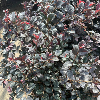 Short Purple Blooming Loropetalum – Medium Evergreen Shrub