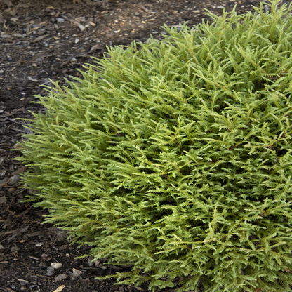 Mr. Bowling Ball Arborvitae