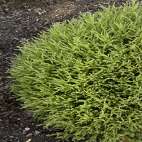 Mr. Bowling Ball Arborvitae