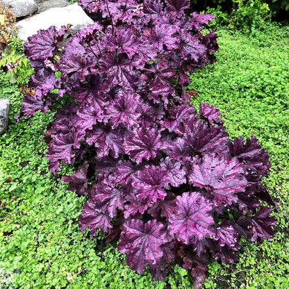 Heuchera &