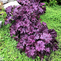 Heuchera 'Forever Purple' Coral Bells