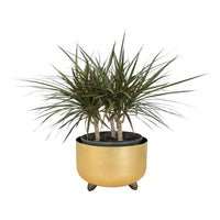 Madagascar Dragon (Dracaena marginata)