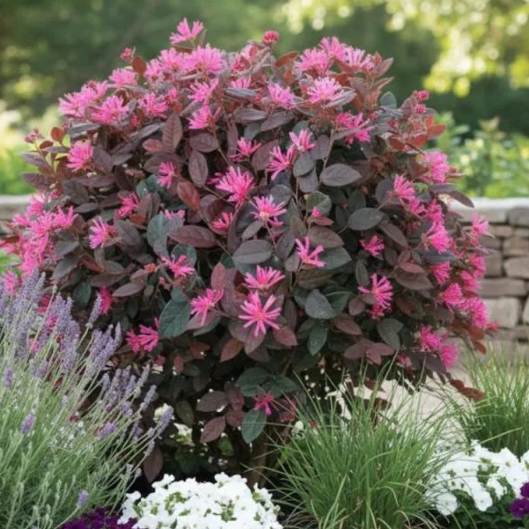Purple Blooming Loropetalum – Medium Evergreen Shrub