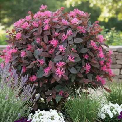 Purple Blooming Loropetalum – Medium Evergreen Shrub