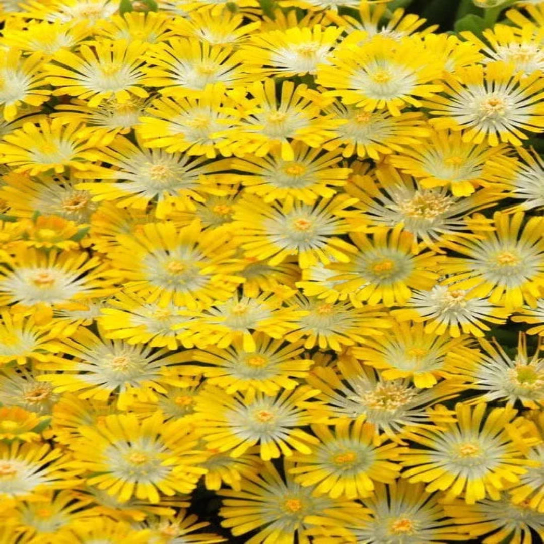 Delosperma Hotcakes® &