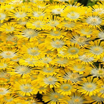 Delosperma Hotcakes® &