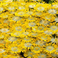 Delosperma Hotcakes® 'Banana Blast' (Ice Plant) - [EG]