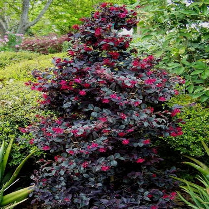 Purple Blooming Loropetalum – Tall Evergreen Shrub