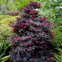 Purple Blooming Loropetalum – Tall Evergreen Shrub
