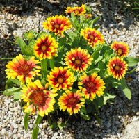 Gaillardia 'SpinTop Red Starburst' Blanket Flower