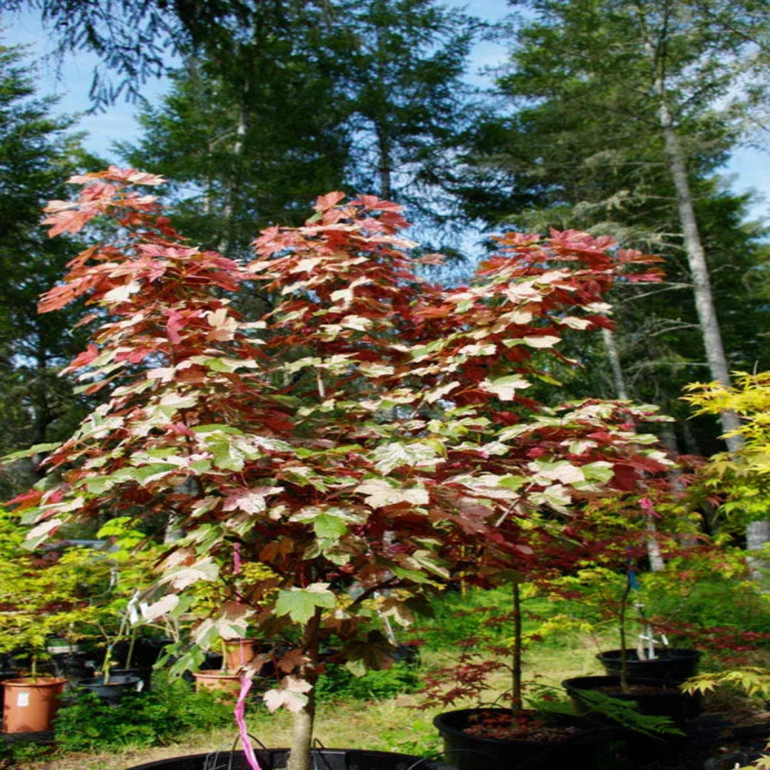 Eskimo Sunset Sycamore Maple