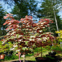 Eskimo Sunset Sycamore Maple