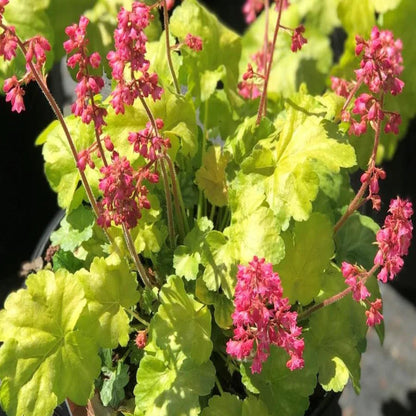 Heuchera &