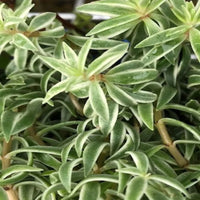 Sedum lineare 'Sea Urchin' - [EG]