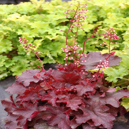 Heuchera &