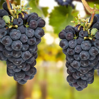 Close-up of Concord Seedless Grape bunch and leaves showing fruiting potential