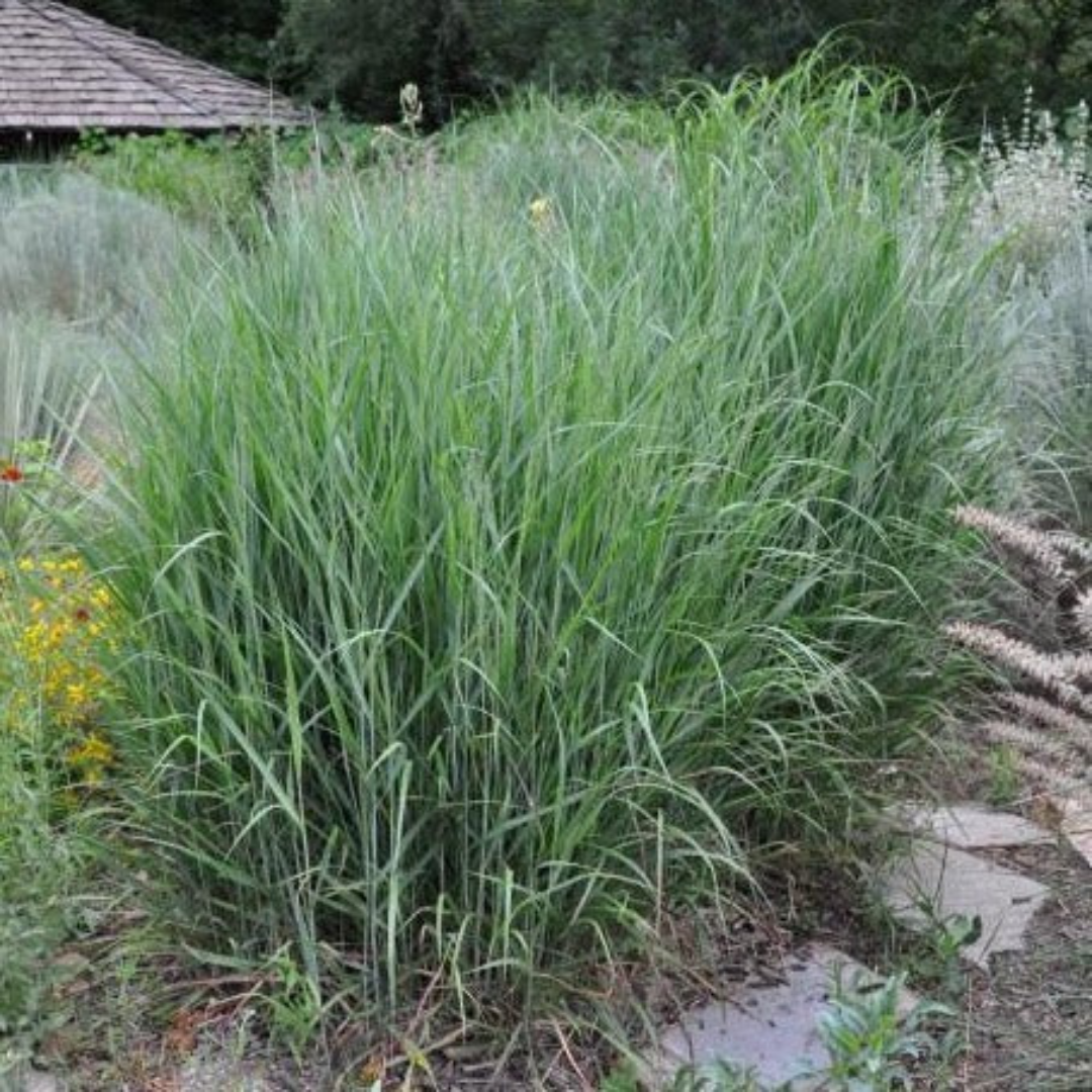 Heavy Metal Blue Switch Grass
