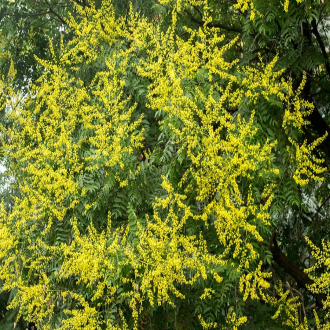 Golden Rain Tree