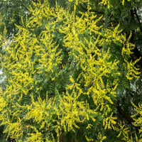 Golden Rain Tree
