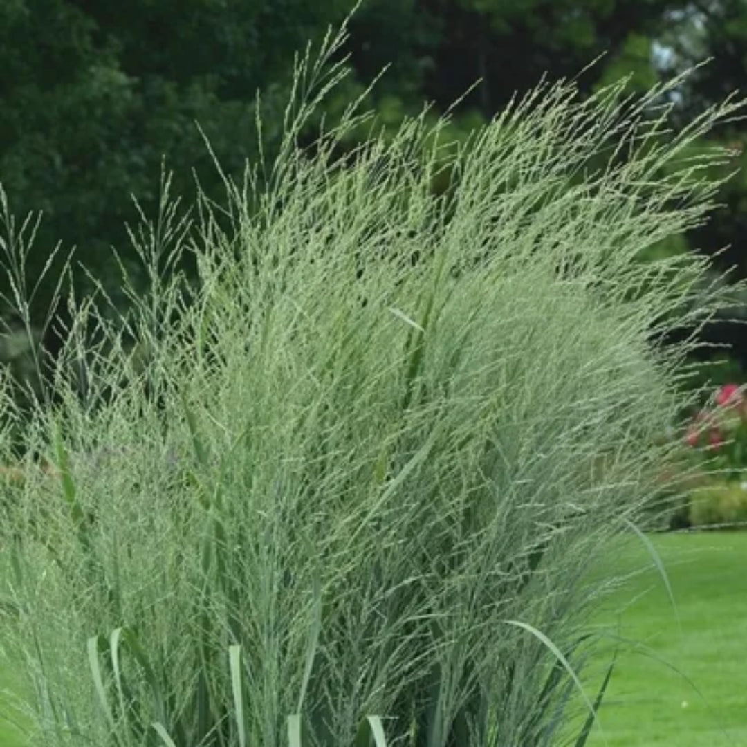 Prairie Winds® &