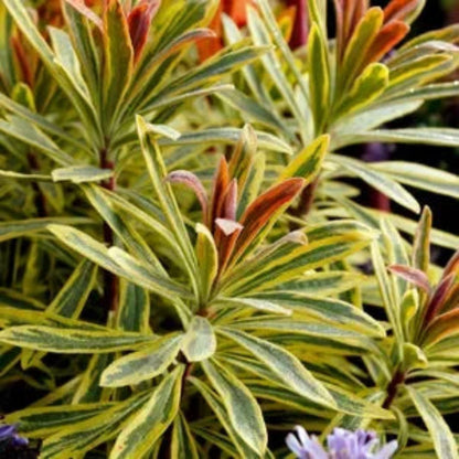 Euphorbia × martinii &