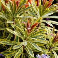 Euphorbia × martinii 'Ascot Rainbow' (Martin's Spurge)