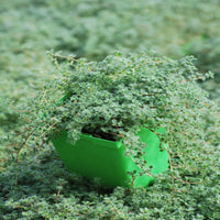 Thymus pseudolanuginosus 'Wooly Thyme' - [EG]