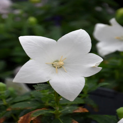 Platycodon grandiflorus &