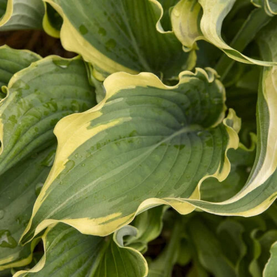 Hosta Shadowland® &