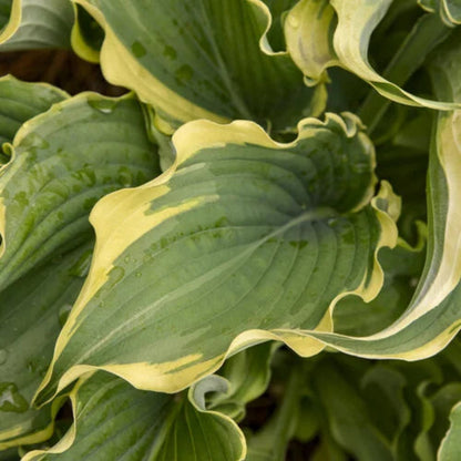 Hosta Shadowland® &