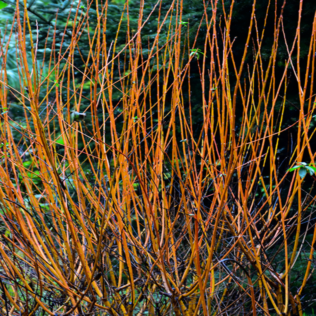 Flame Yellow Willow