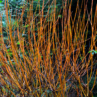 Flame Yellow Willow