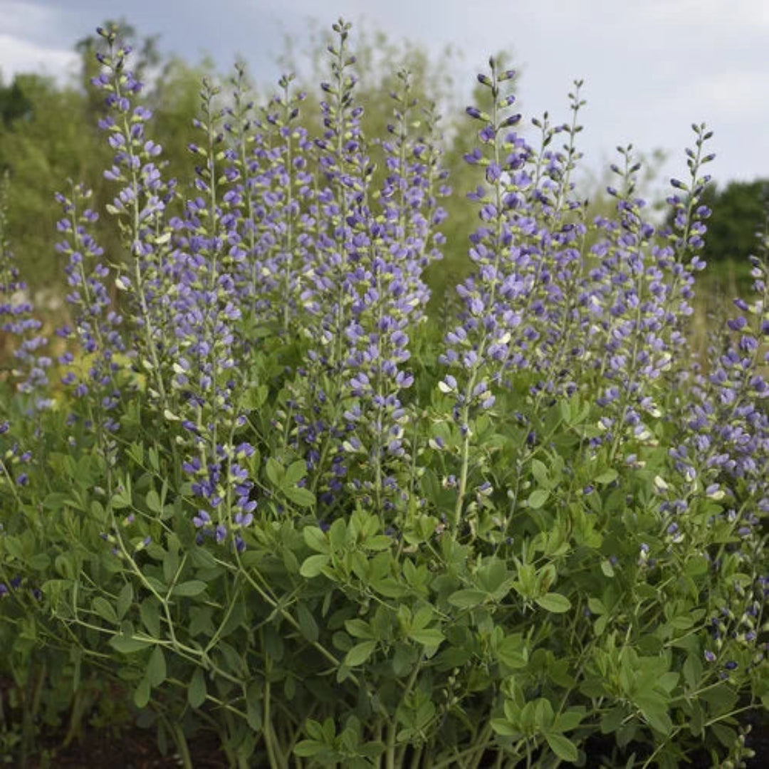 Baptisia Decadence® &
