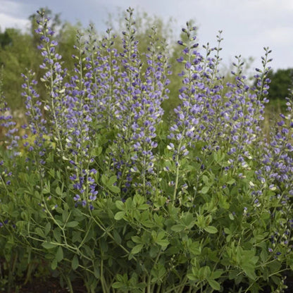 Baptisia Decadence® &
